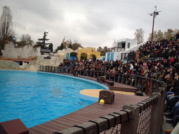 Le spectacle des dauphins, un succès grandiose !