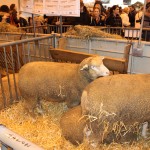 salon_agriculture_2015_02